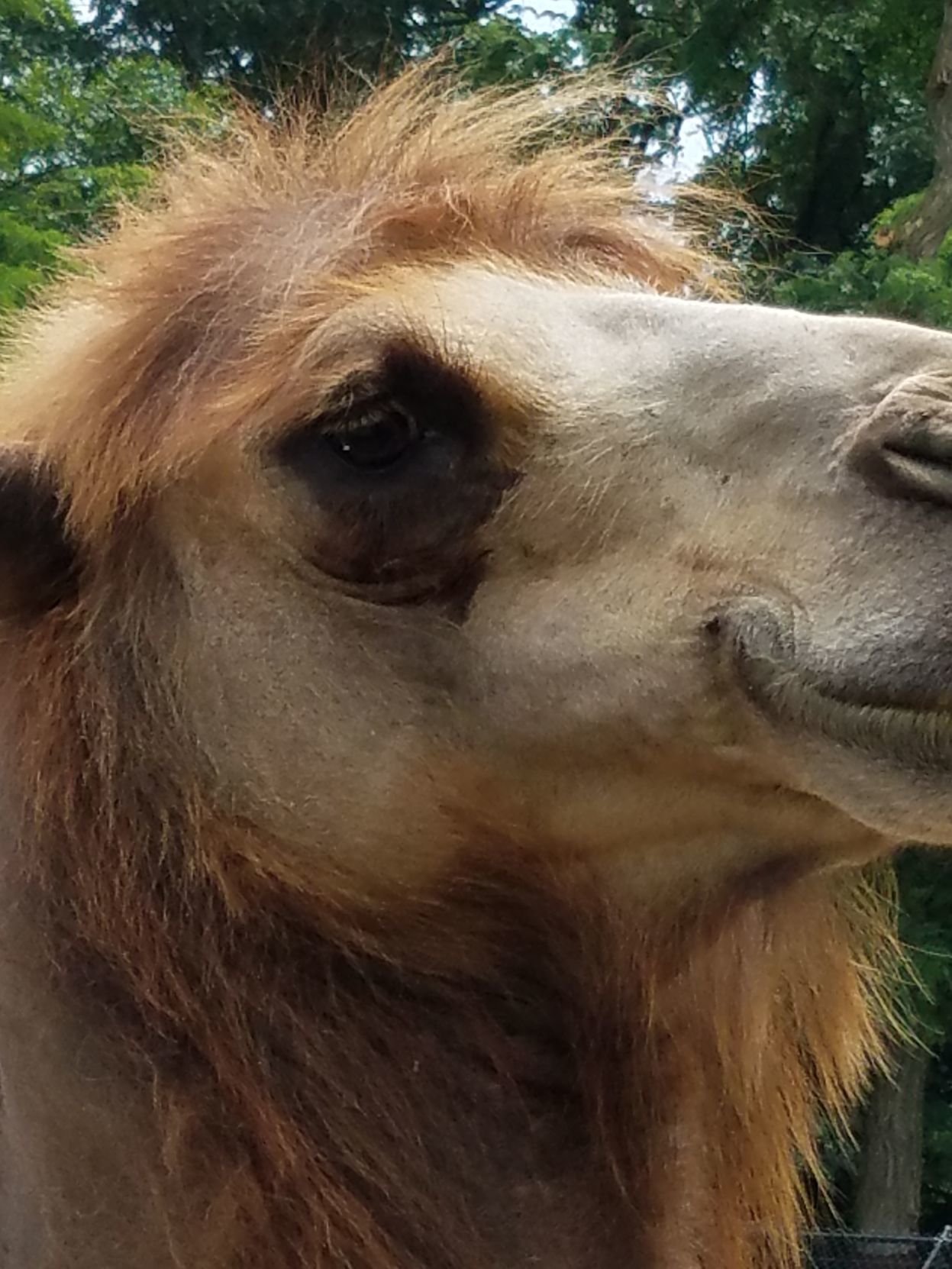 Jack the camel
